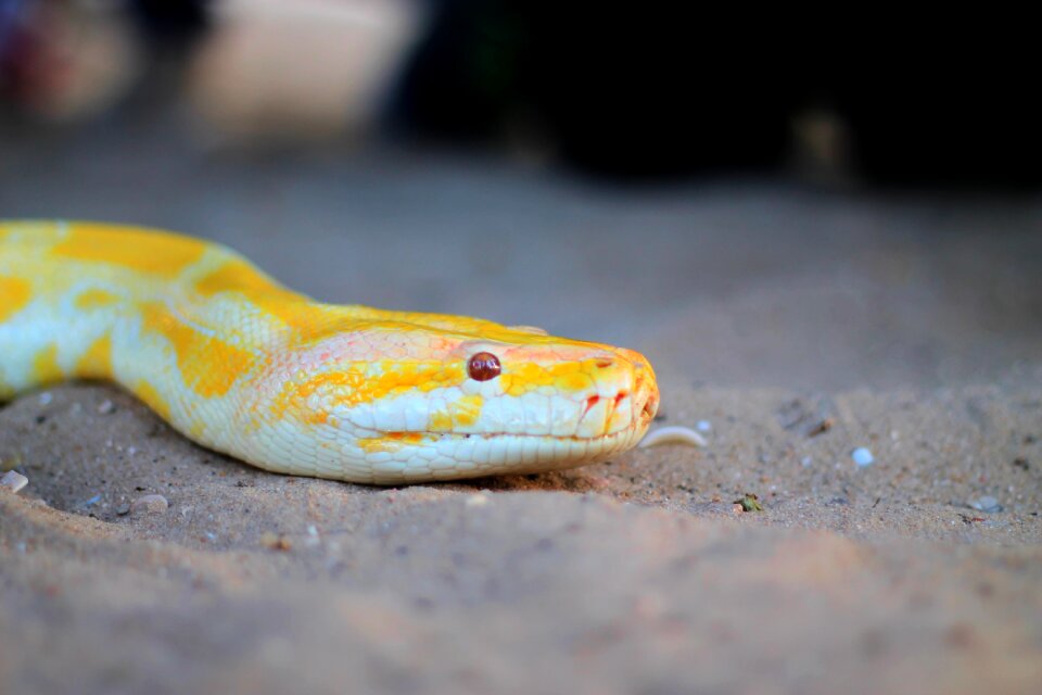 Yellow skin gray snake