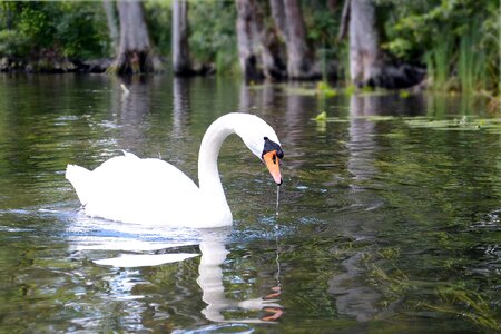 Lake white bird