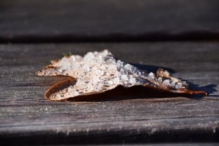 Frost ice autumn