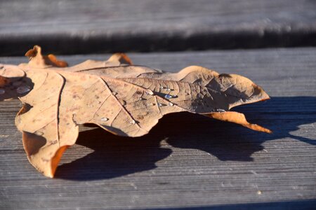 Oak leaf dry dry leaf photo