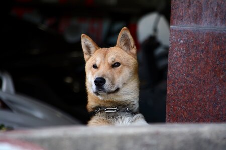 Korean jindo dog facial expression