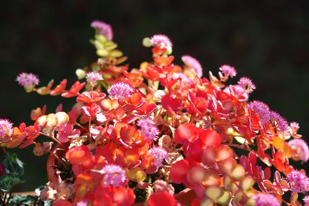 Flowerpot ornamental plant autumn photo
