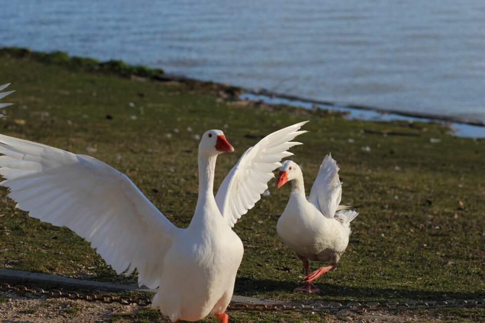 Natural nature fauna