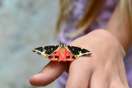 Spring color insect