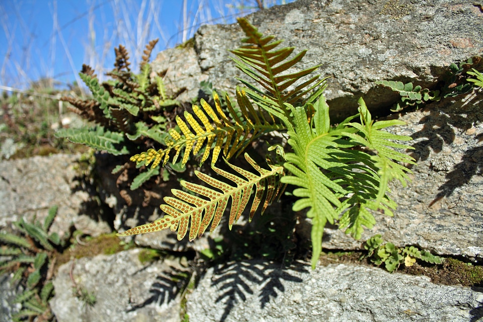 Green flora natural
