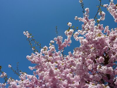 Japanese cherry tree blooms pink blossoms photo