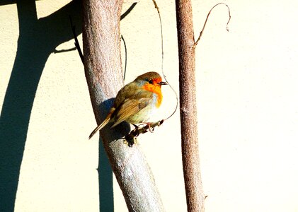 Songbird summer animal
