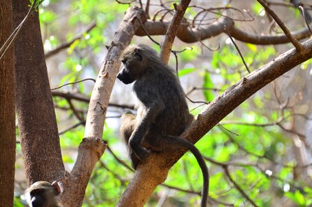 Monkey tanzania animals