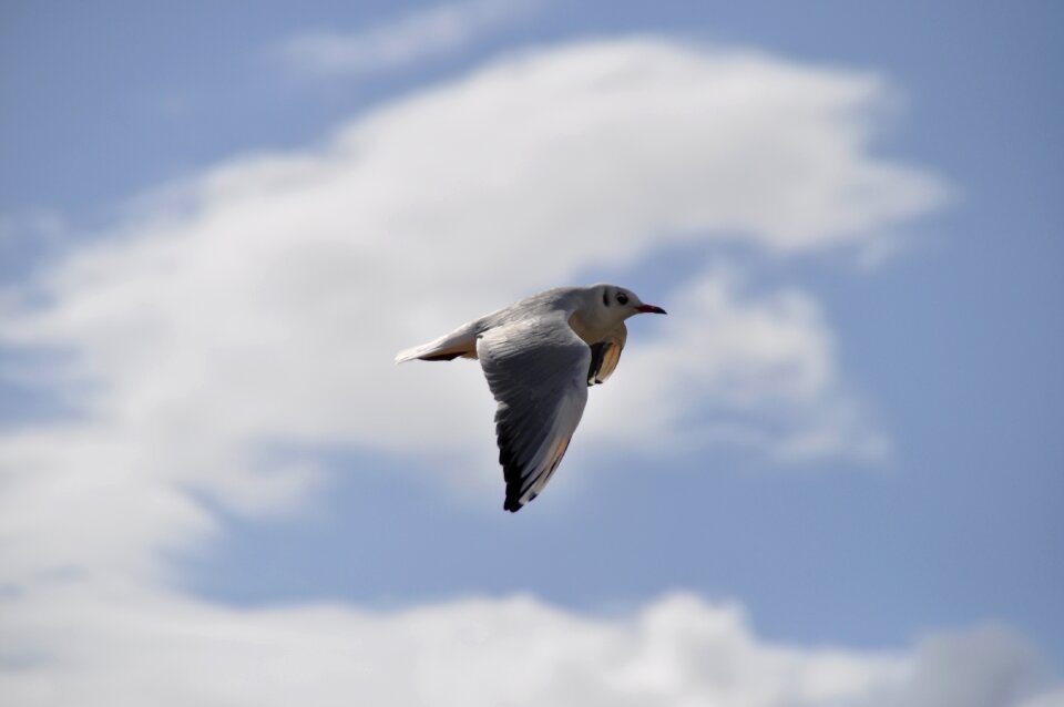 Seagull sky clouds