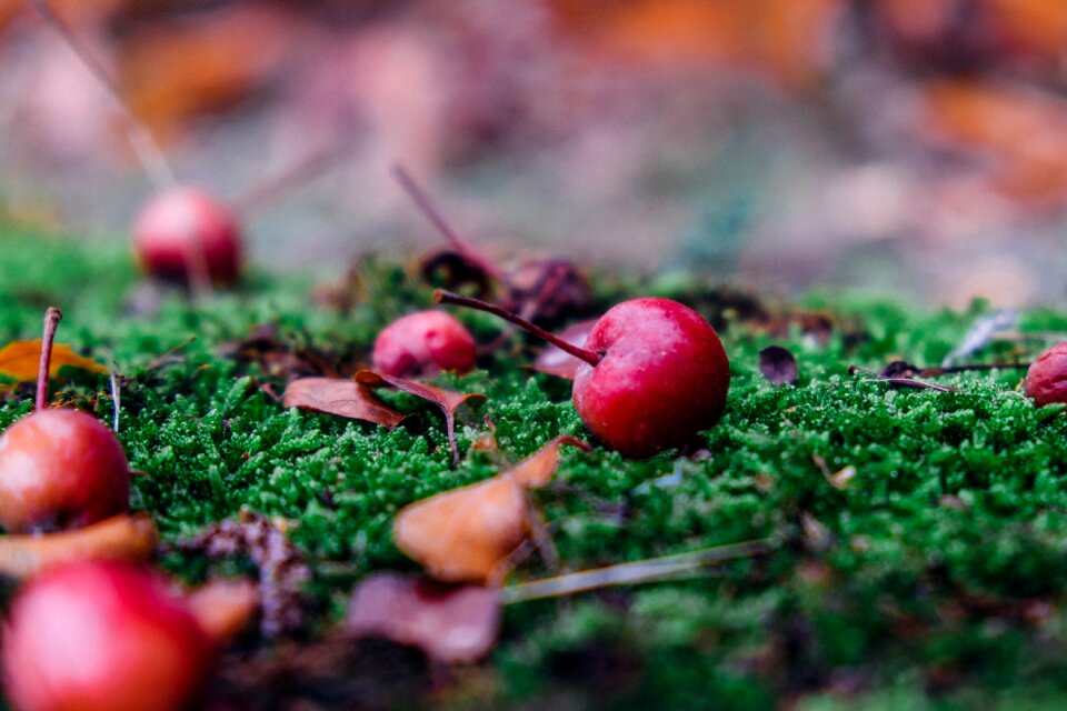 Windfall moss depth of field