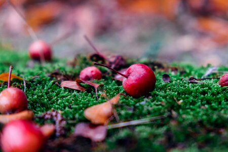 Windfall moss depth of field