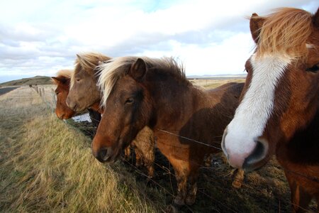 Animal icelandic farm