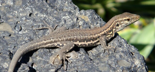 Rock reptiles gecko
