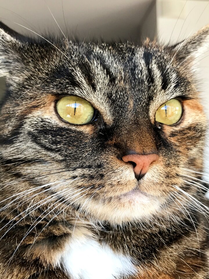 Pet mieze cute cat