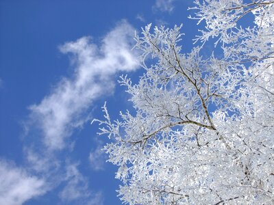 Ripe hoarfrost frost photo