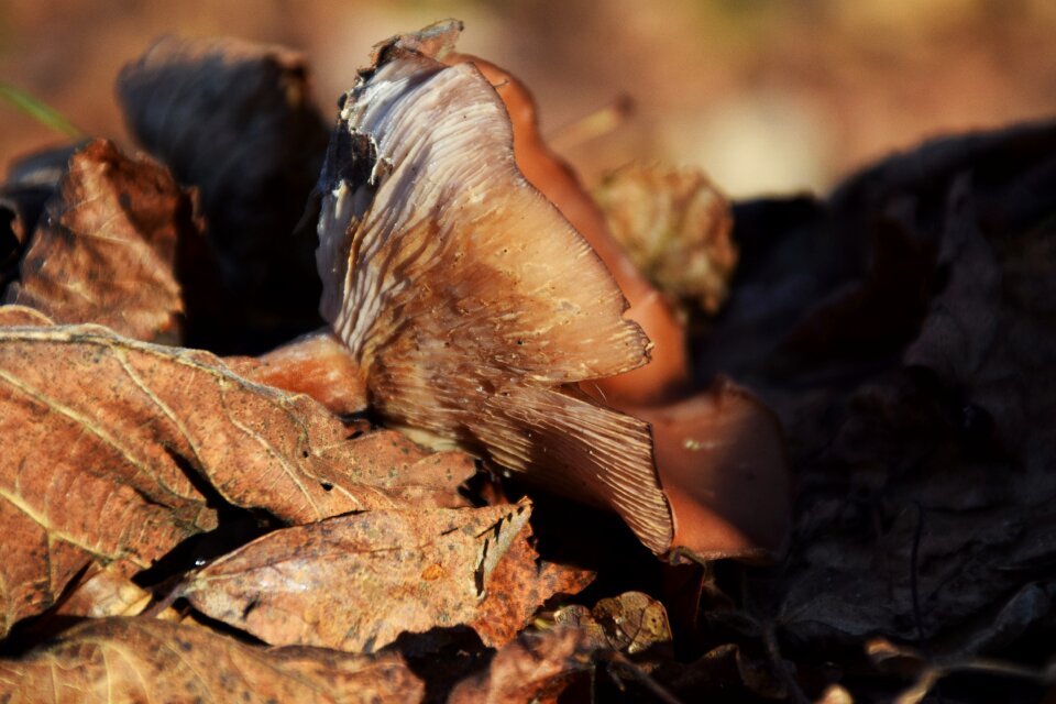 Autumn forest mushroom nature