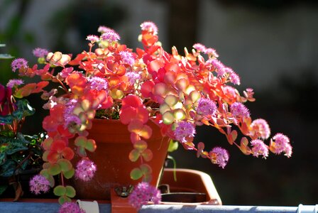 Ornamental plant autumn pink