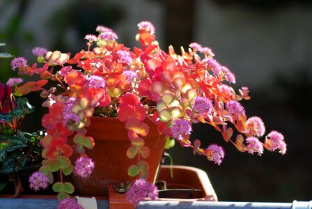 Ornamental plant autumn pink photo