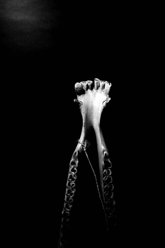 Dead skeleton animals