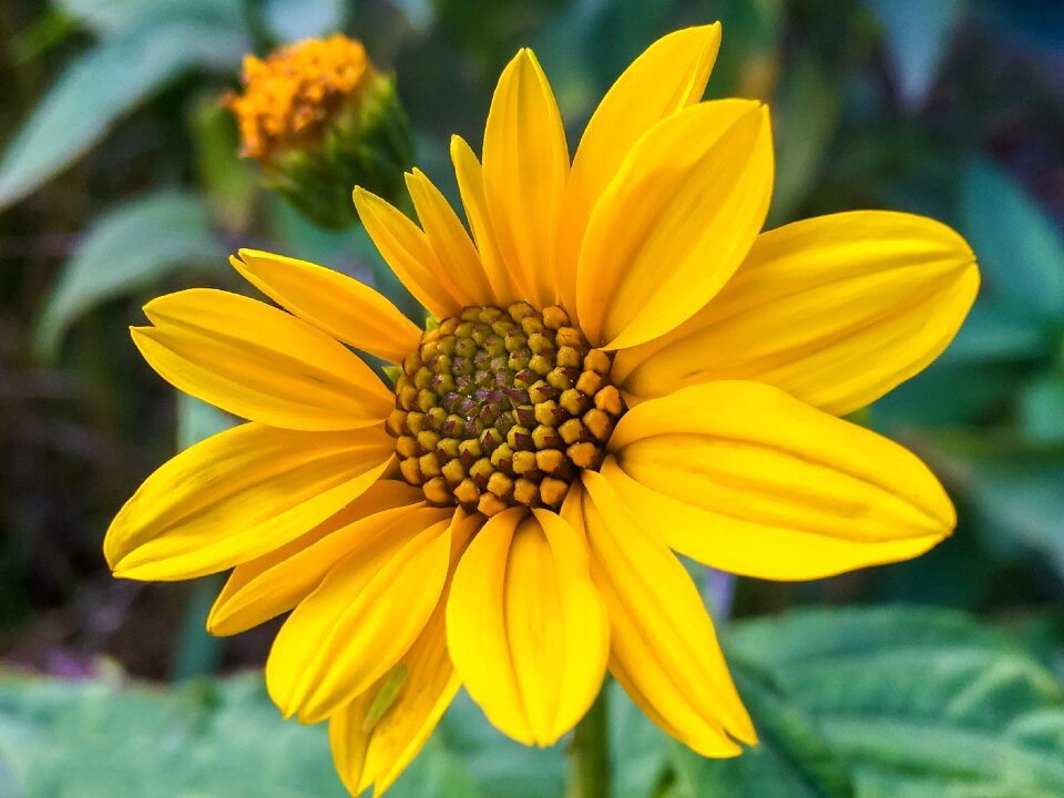 Flower nature flowers