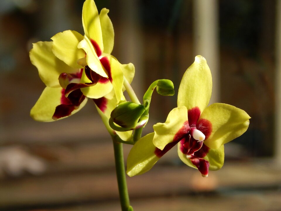 Yellow red pot plant