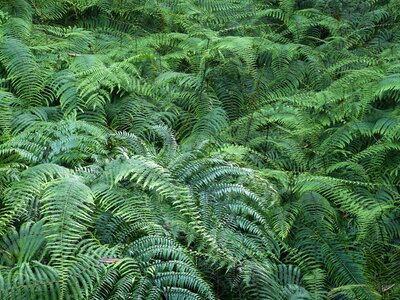 Fern plant green