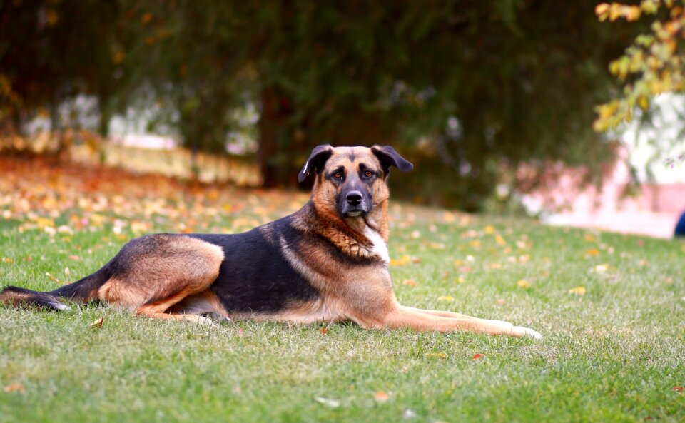 Dog shepherd dog wolfhound