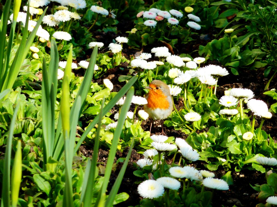 Songbird summer animal