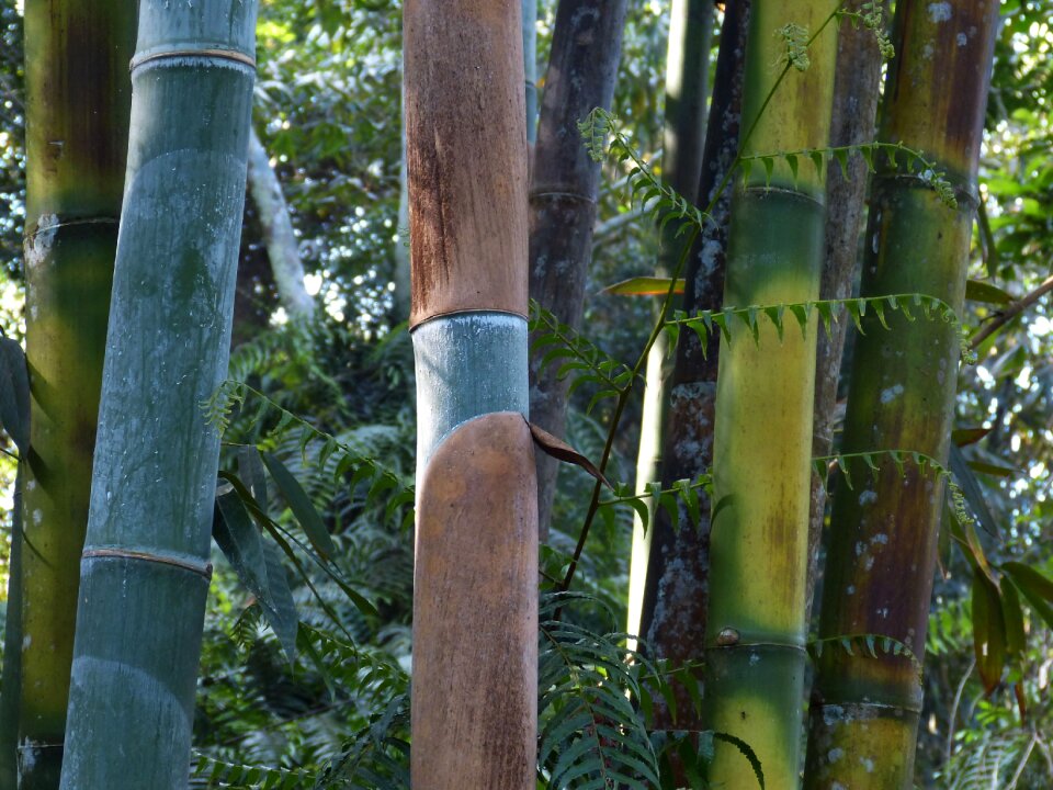 Bamboo green plant