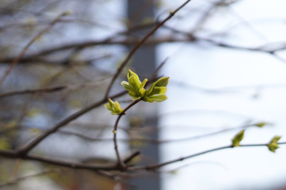 Spring handsomely nature