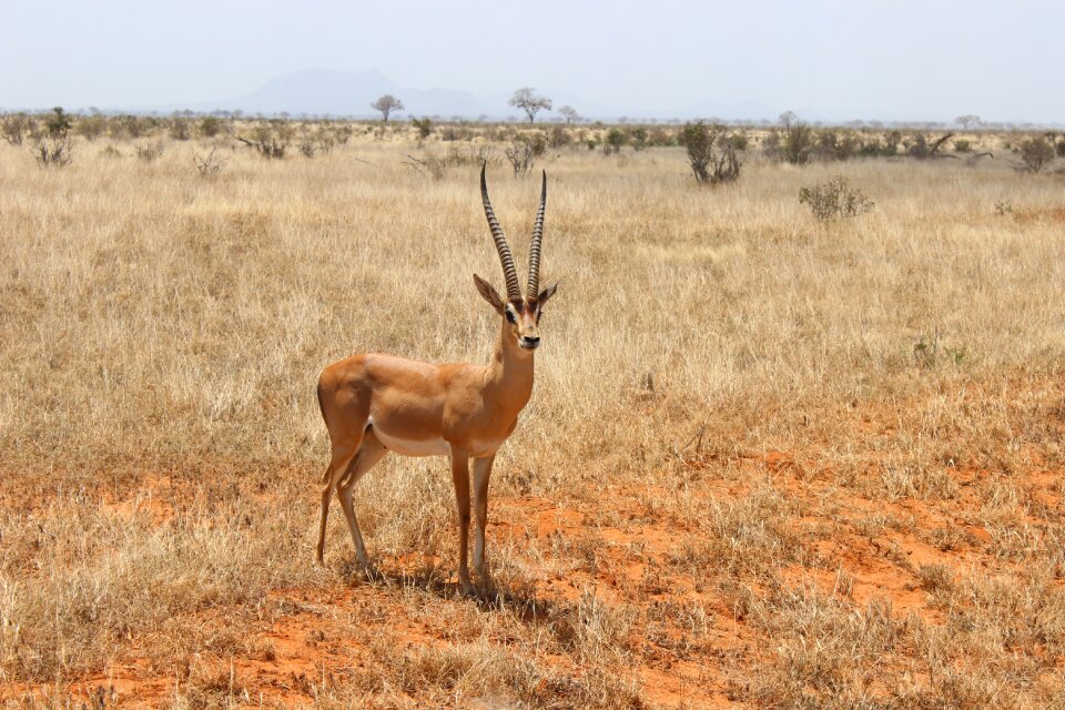 Desert animal animal world