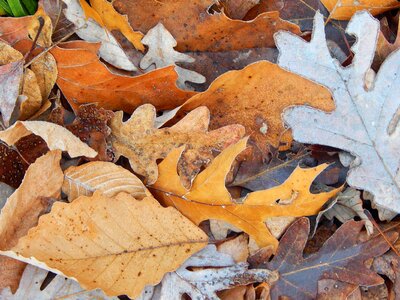 Late fall autumn december