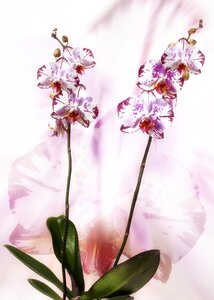 Speckled phalaenopsis orchid flower photo