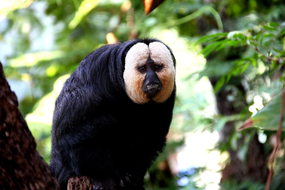 Animal world nature saki white facial