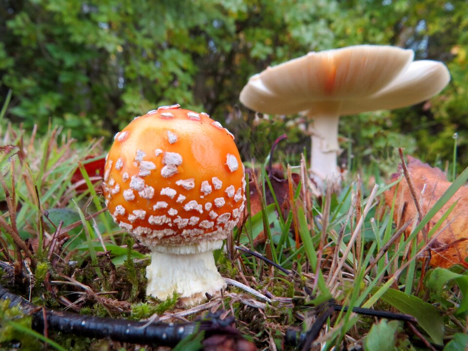 Autumn nature