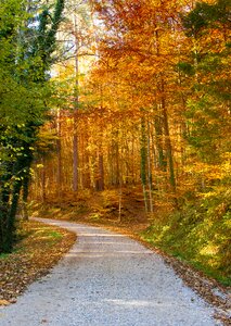 Golden autumn forest away photo