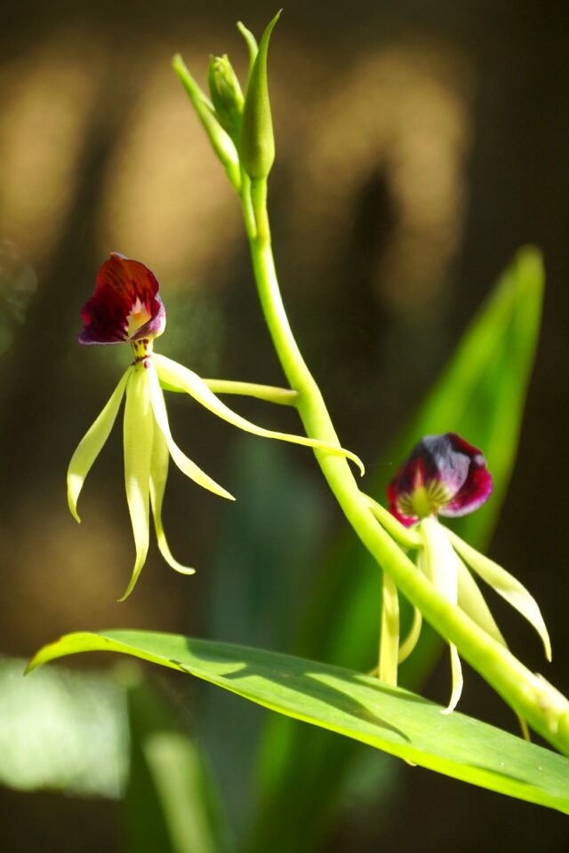 Soroa cuba