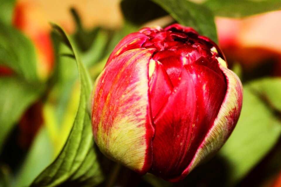 Flower blossom bloom