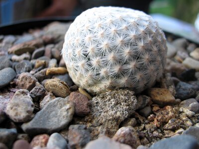 Cactus-mexico mammillaria herrerae cadereyta