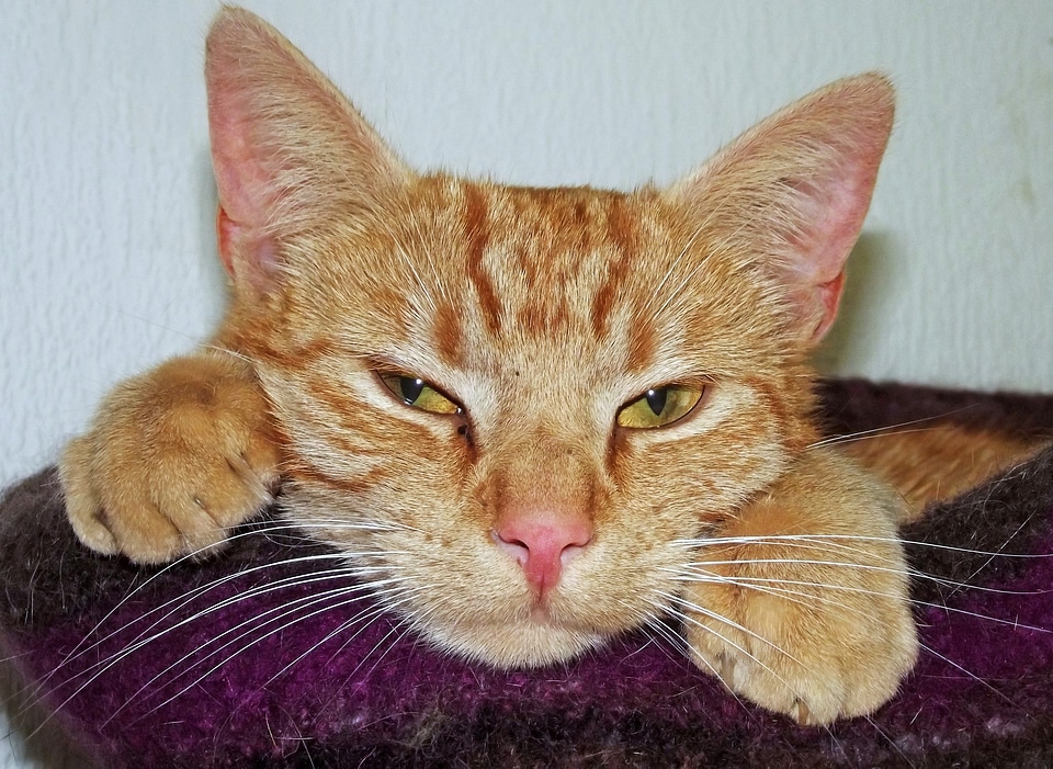 Sleep basket tired bored