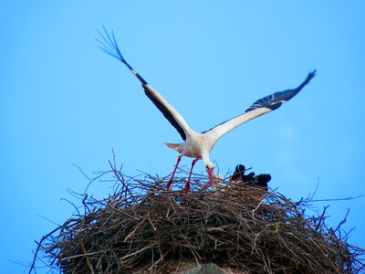 Nest bird storchennest photo