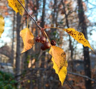 Cherries tree nature photo