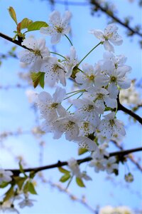 Cherry spring tree photo