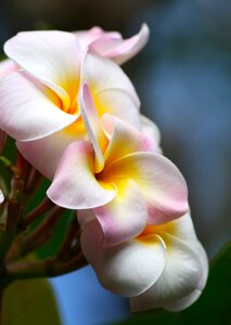 White tropical flower photo