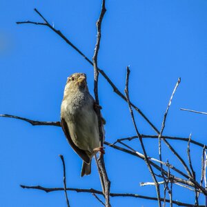 Wildlife nature animal