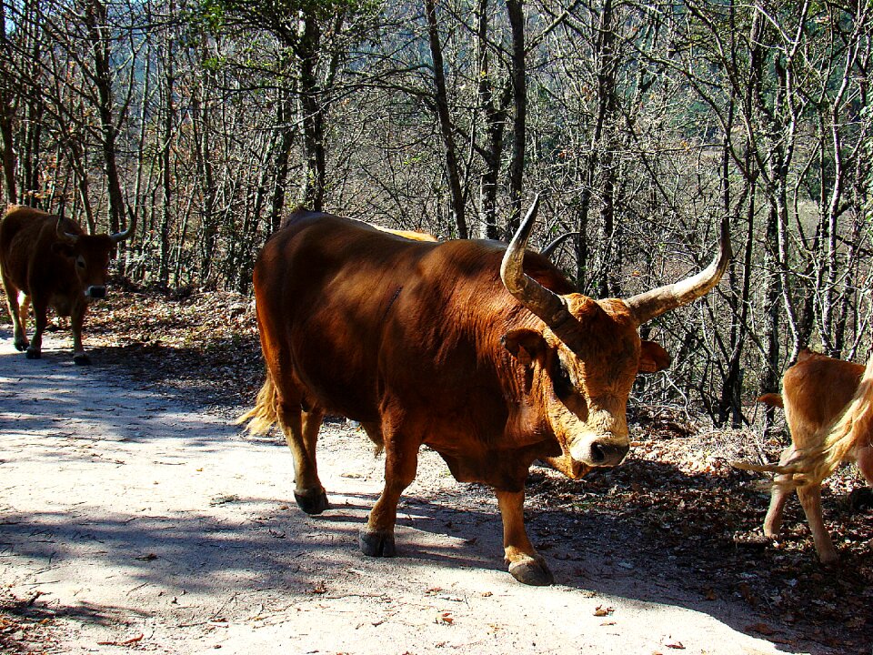 Animal husbandry horns cow