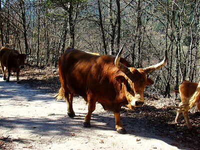 Animal husbandry horns cow photo