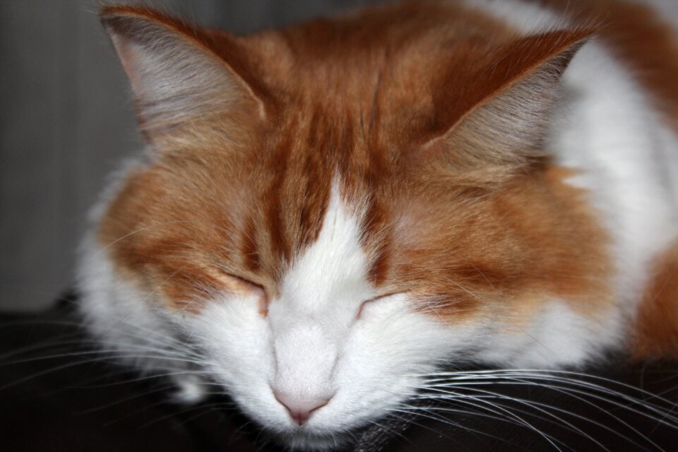 Pet red fur moustache