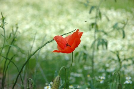 Holiday puglia flora