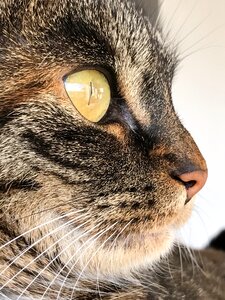 Domestic cat cat's eyes pet photo